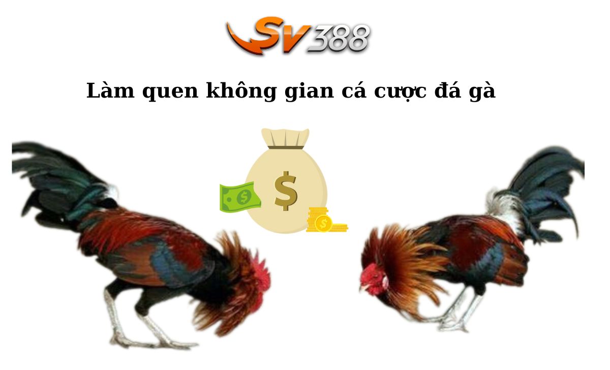 Làm quen không gian cá cược đá gà